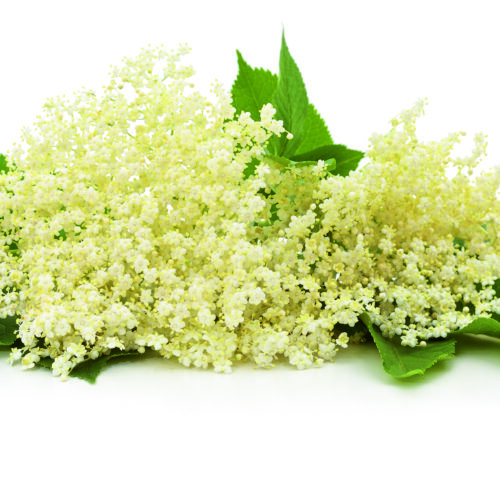 Ransom Naturals - Elderflower - 1-2-Taste website