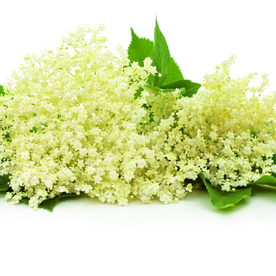 Branch,With,Elderflower,Isolated,On,A,White,Background.