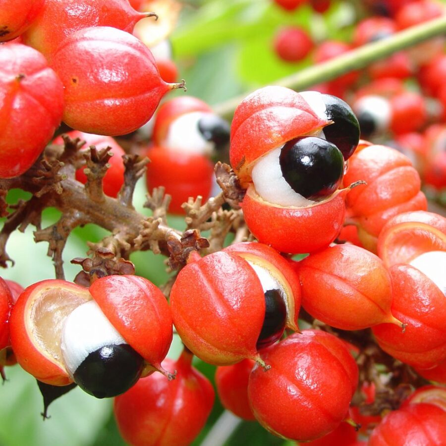Guarana Botanical Image