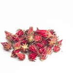Hibiscus Botanical Image