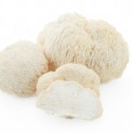 Lions Mane Botanical Image