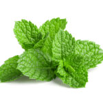 Mint Botanical Image