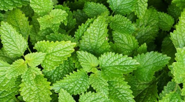 Lemon Balm Powder: A Versatile Ingredient for Food Manufacturers